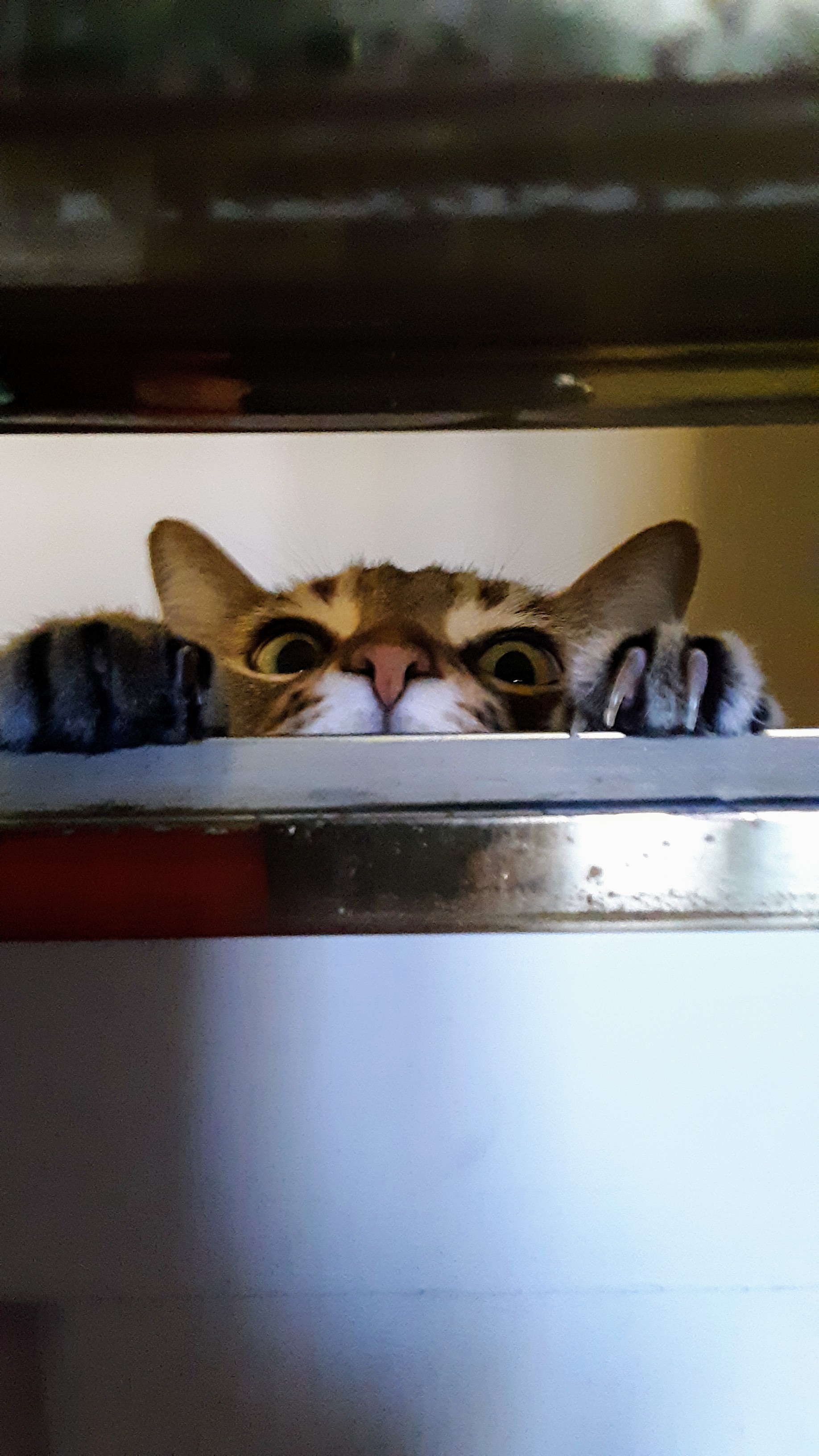 Hey Pandas, Post The Funniest Picture Of Your Pet