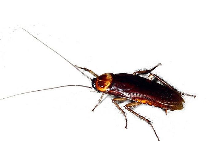 I Know Its Common But C´mon Dont You Just Hate Roaches?😨😭