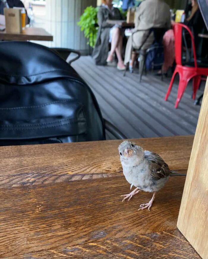 This Little Guy Joined Us For Lunch