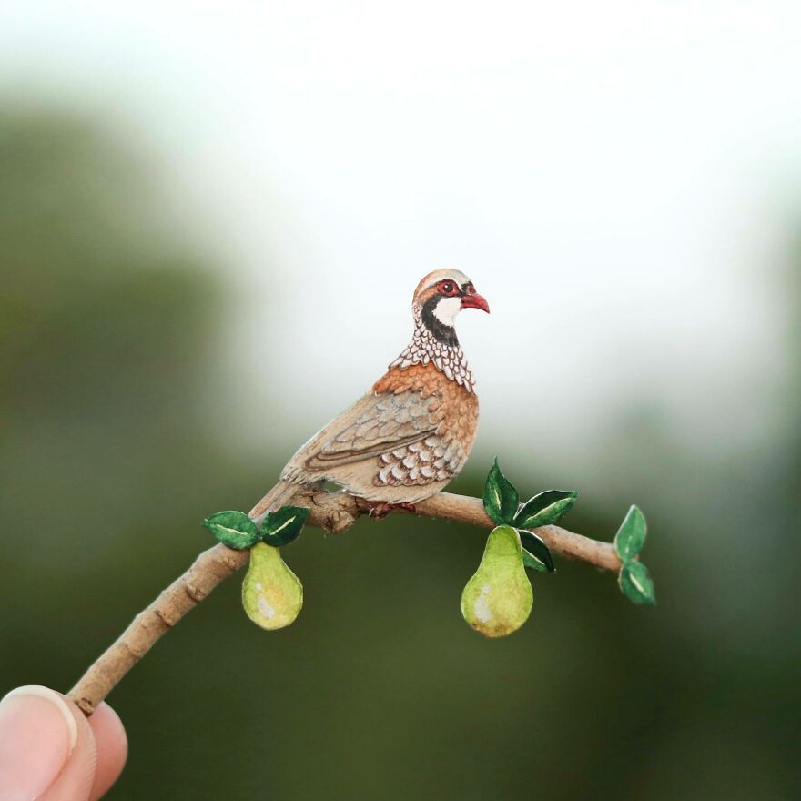 Partridge In A Pear