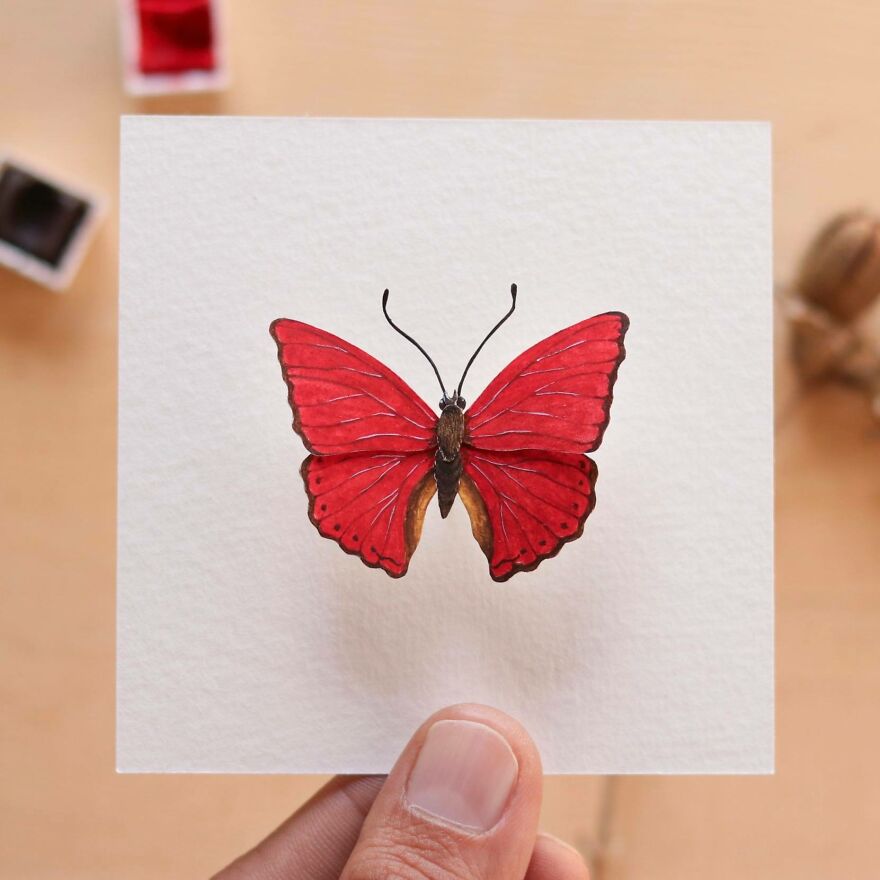 Blood-Red Glider Butterfly