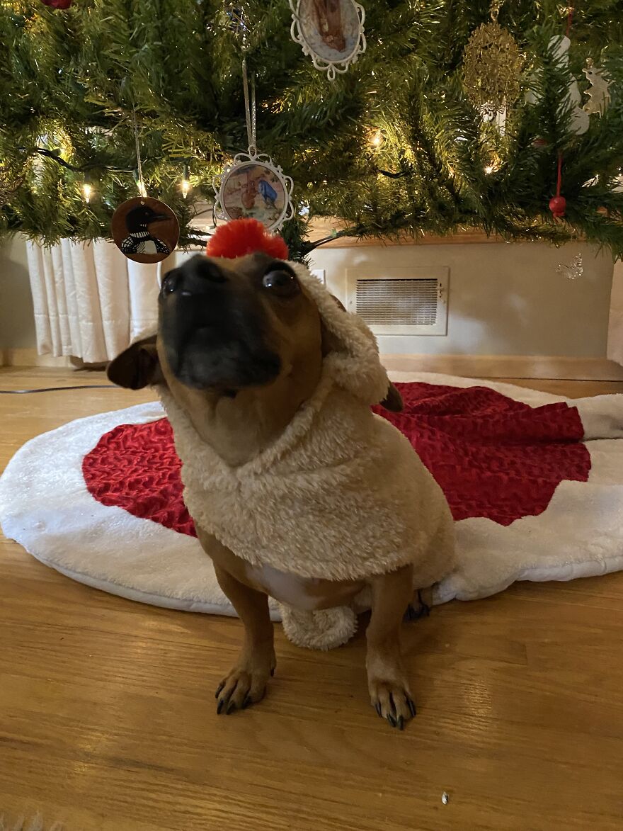 Comet Had A Photoshoot