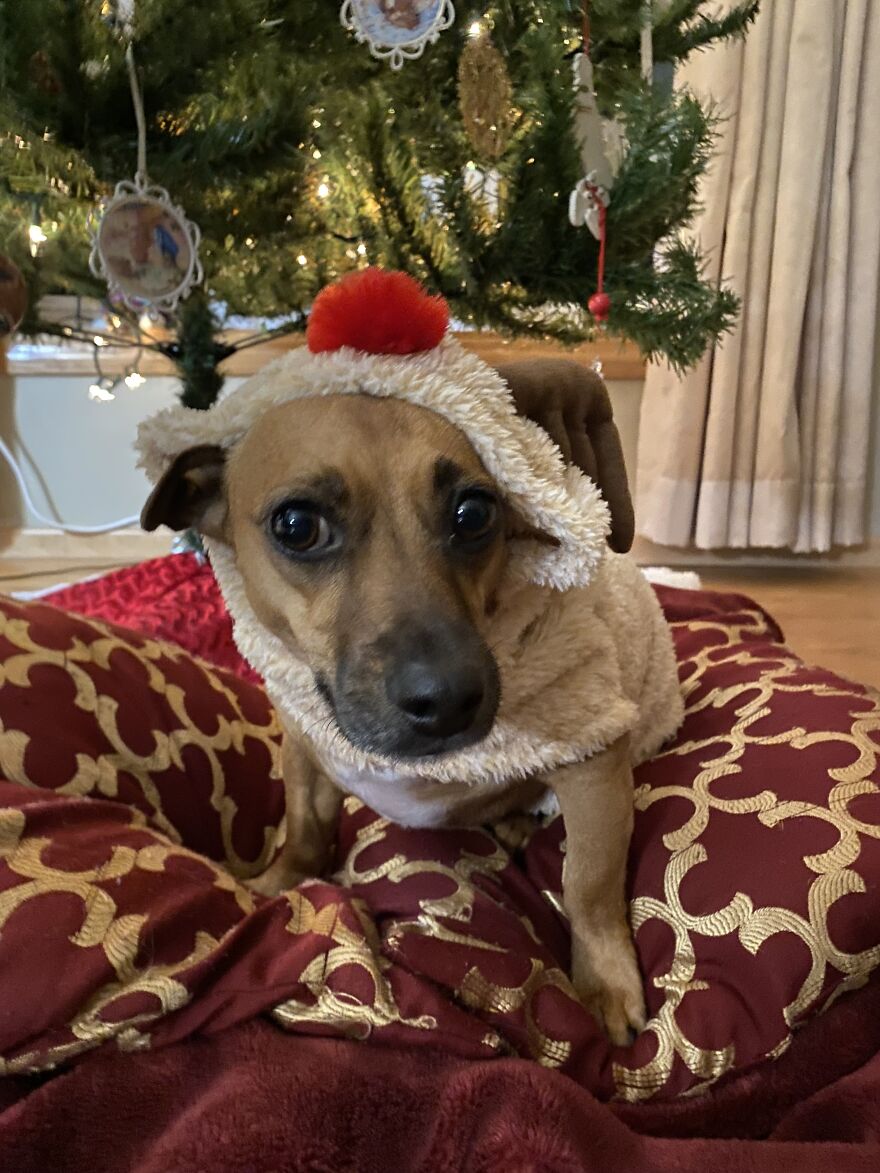 Comet Had A Photoshoot