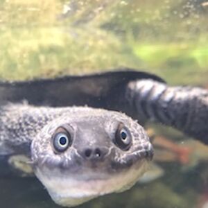 amrithradhakrishnan avatar