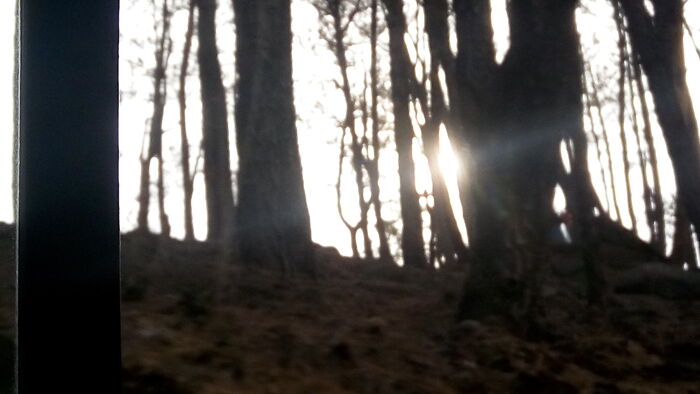 The Sun , Peeping Through The Spaces Between The Big ,magical Trees