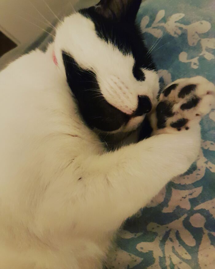 Our Fur-Baby Aurora, She Really Is Sleeping Beauty!