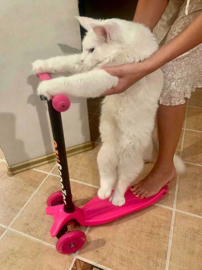 Maine Coon cat standing on a pink scooter, showing its large size. Maine Coon cat standing on a pink scooter, showing its large size.