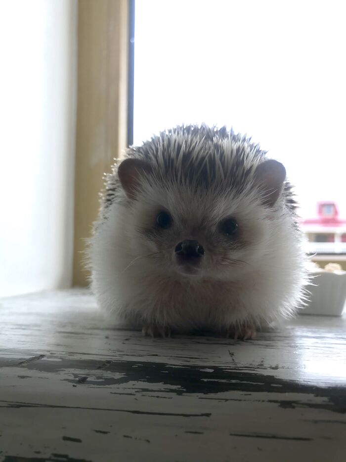 I'm Not Fat... I'm Fluffy!