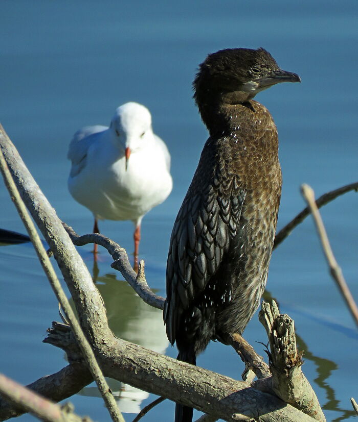 Cormorant And River Gull