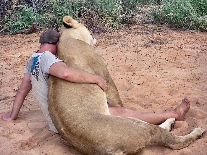 This Lioness Repays Her Caregiver Of 10 Years With Hugs And Cuddles