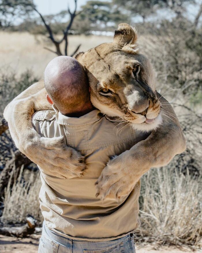 Video Of A Lioness Hugging Her Keeper Of 10 Years Went Viral On Tiktok, And The Story Might Warm Your Heart