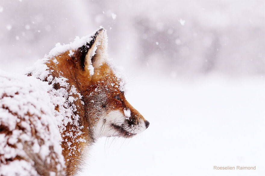 Red Fox Looking At A White World