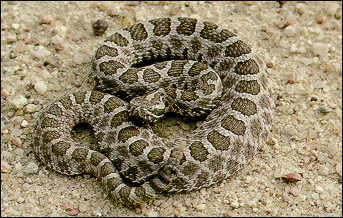 Massasauga_rattlesnake_1-61bb180ad7689.jpg