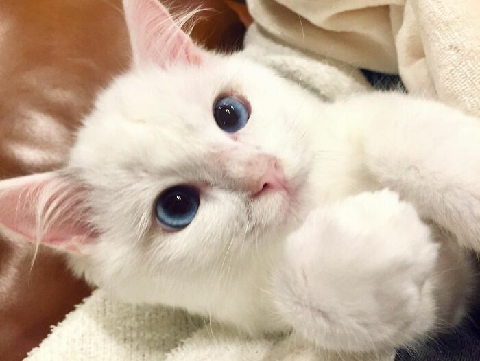 This Cat Loves Taking A Bath So Much That His Siblings Started Loving It Too This Cat Loves Taking A Bath So Much That His Siblings Started Loving It Too