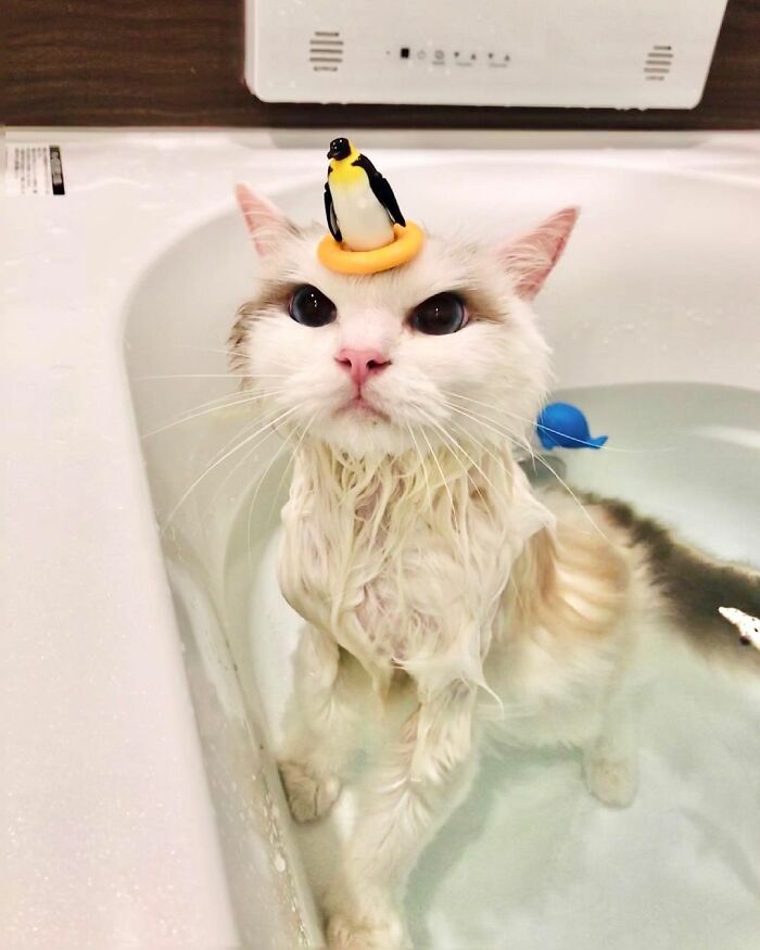 This Cat Loves Taking A Bath So Much That His Siblings Started Loving It Too