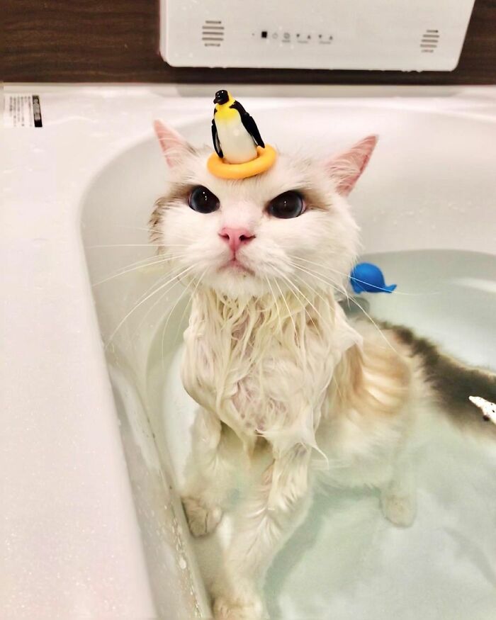 This Cat Loves Taking A Bath So Much That His Siblings Started Loving It Too This Cat Loves Taking A Bath So Much That His Siblings Started Loving It Too
