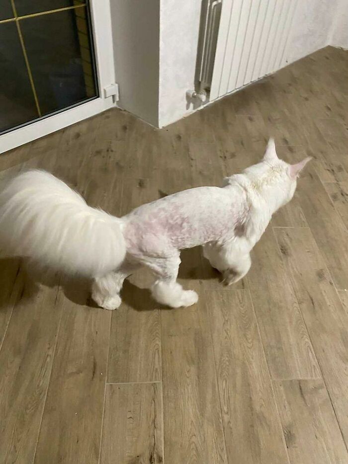 Large Maine Coon cat with trimmed fur walking on wooden floor, resembling a small dog. Large Maine Coon cat with trimmed fur walking on wooden floor, resembling a small dog.
