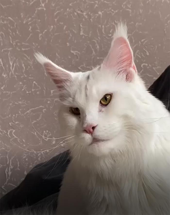 Large white Maine Coon cat with striking eyes and tufted ears, resembling a dog due to its size. Large white Maine Coon cat with striking eyes and tufted ears, resembling a dog due to its size.