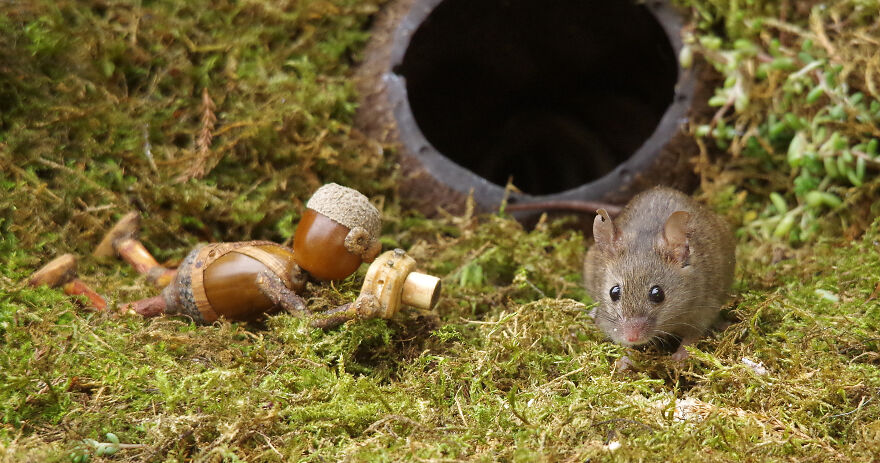 Meet The Acorn People Of Shirebrook Valley