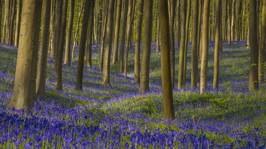Highly Commended, Nature Of “De Lage Landen:” "Bluebells And Beeches" By Richard Verroen