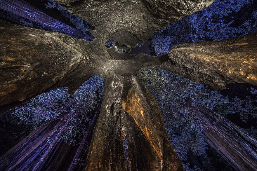 Highly Commended, Plants And Fungi: "Inside A Sequoia" By Uge Fuertes