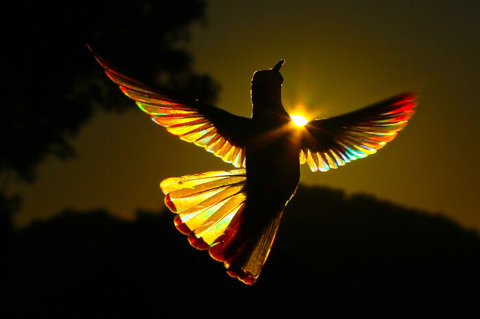 Mención de honor en la categoría Aves: "Danza del sol" por Christian Spencer