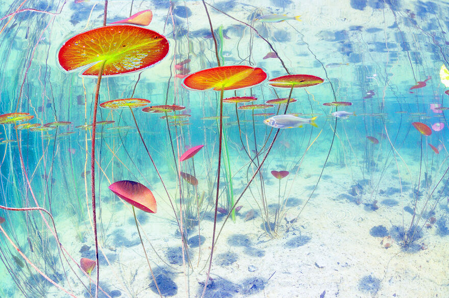 Highly Commended, Underwater: "Water Lilies Marvelous World" By Gaël Modrak