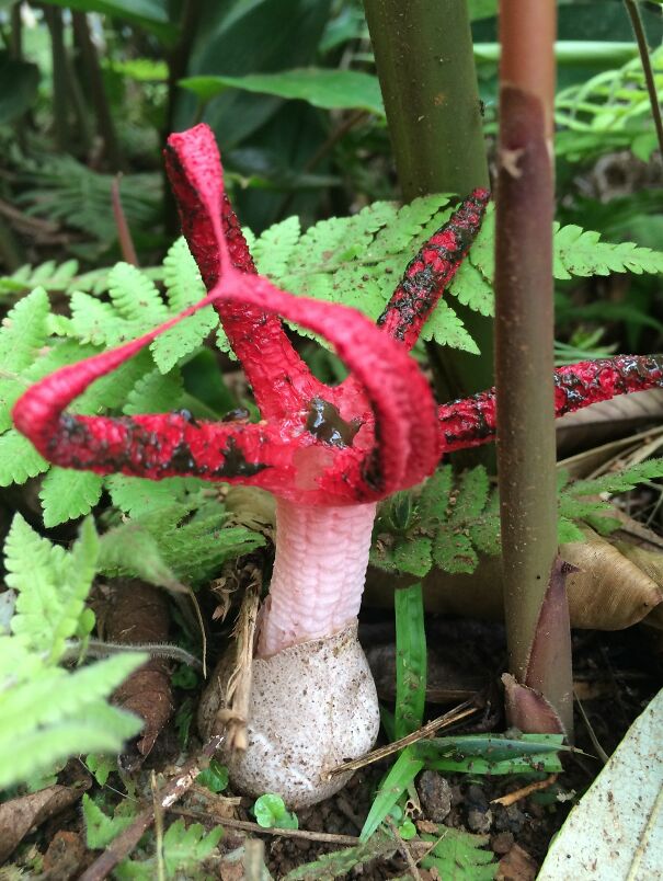 Octopus-stinkhorn-61c287bbbc211.jpg