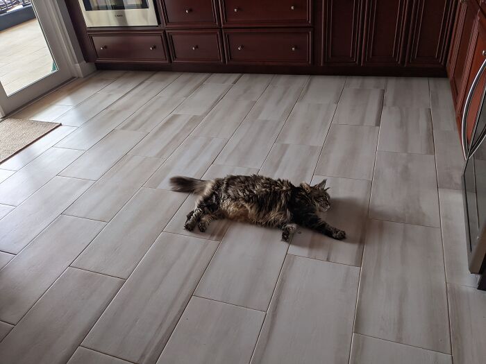 Afternoon Nap In The Middle Of The Kitchen