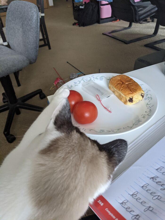 He P E T The Tomato. He Must P E T The Tomato