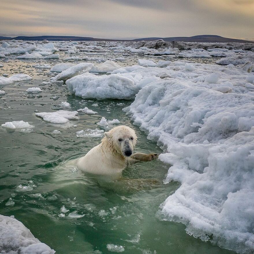 Russian Photographer Takes Photos Of Polar Bears That Took Over Abandoned Buildings Russian Photographer Takes Photos Of Polar Bears That Took Over Abandoned Buildings