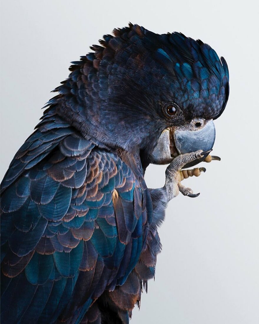 Photographer Captures The True Personality Of Birds In Her Photographs