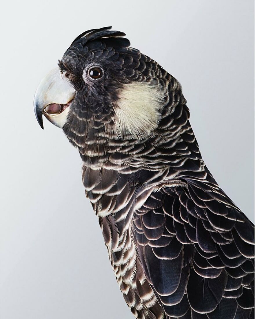 Photographer Captures The True Personality Of Birds In Her Photographs