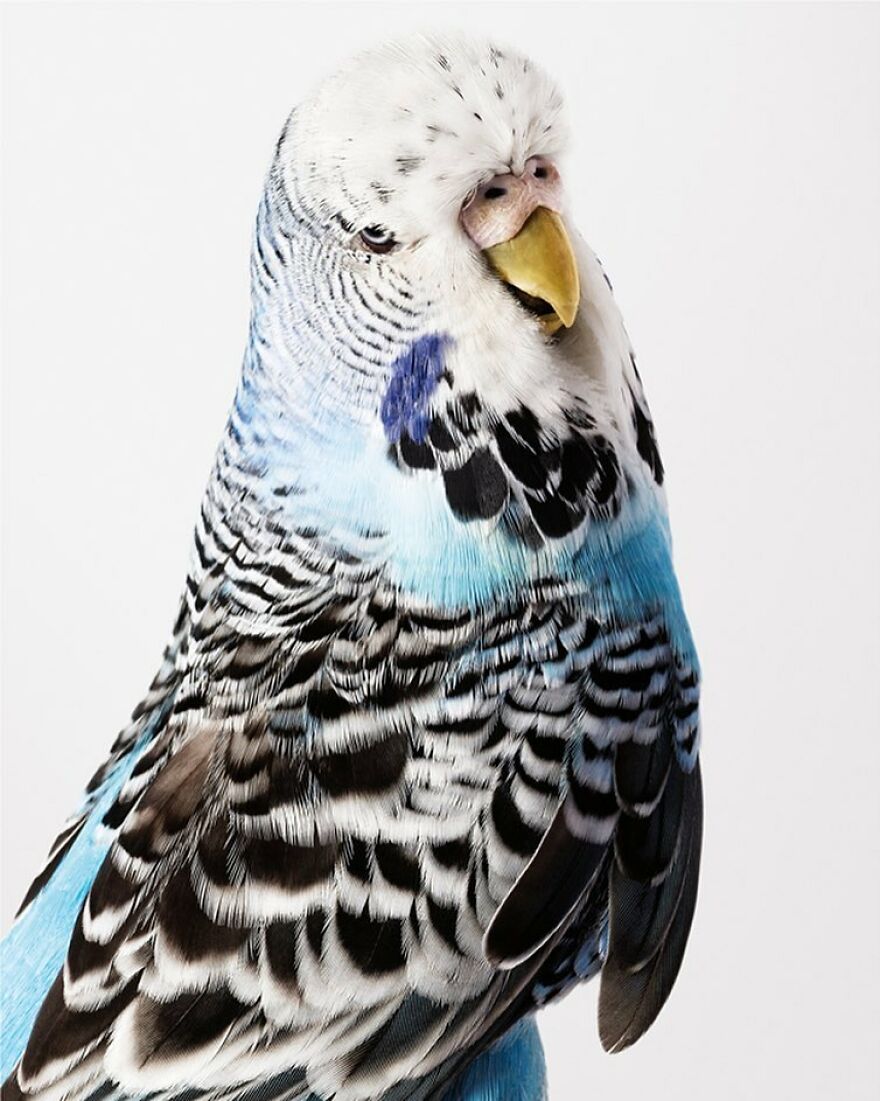 Photographer Captures The True Personality Of Birds In Her Photographs