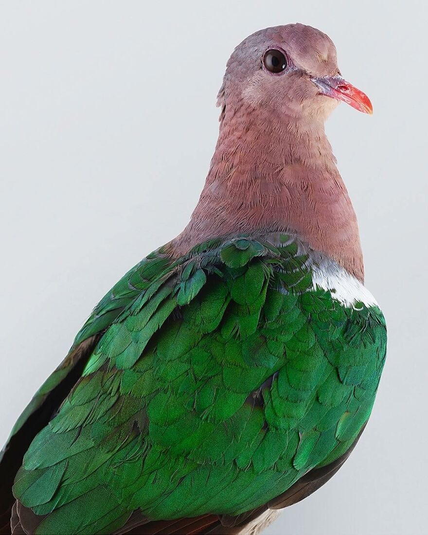 Photographer Captures The True Personality Of Birds In Her Photographs