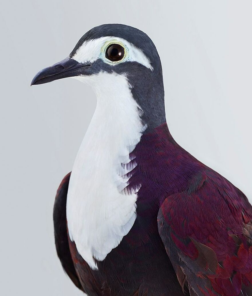 Photographer Captures The True Personality Of Birds In Her Photographs