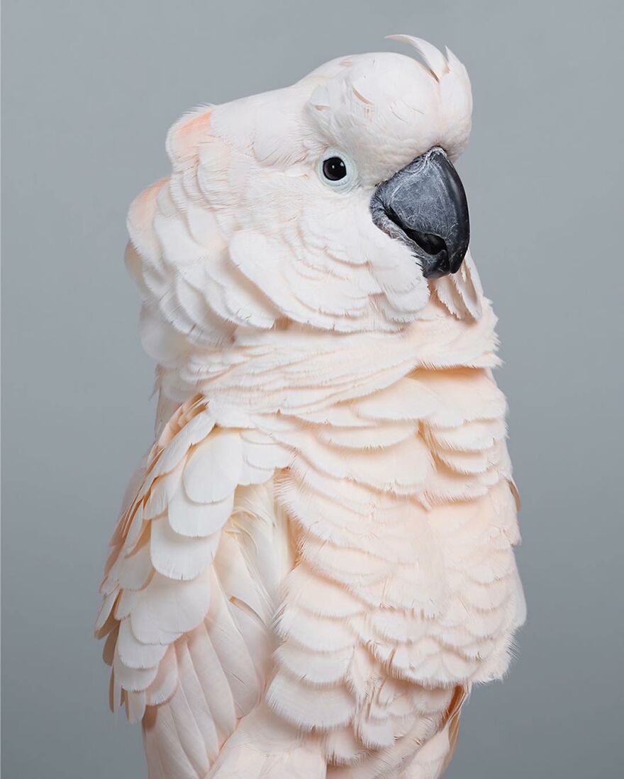 Photographer Captures The True Personality Of Birds In Her Photographs