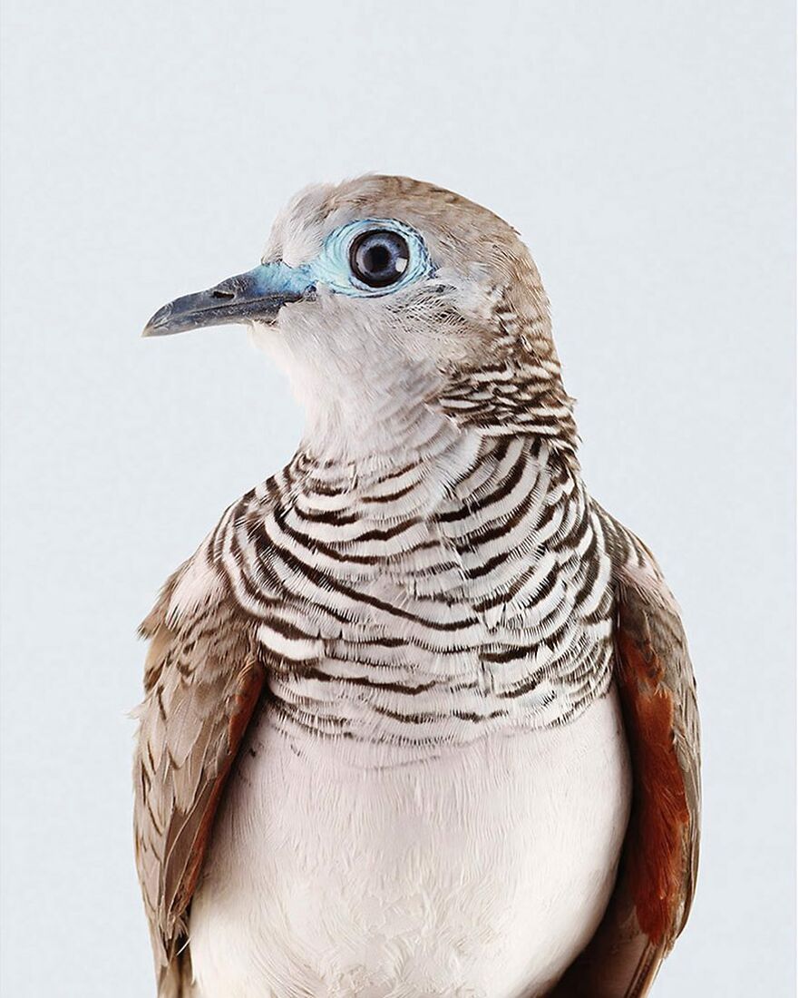 Photographer Captures The True Personality Of Birds In Her Photographs