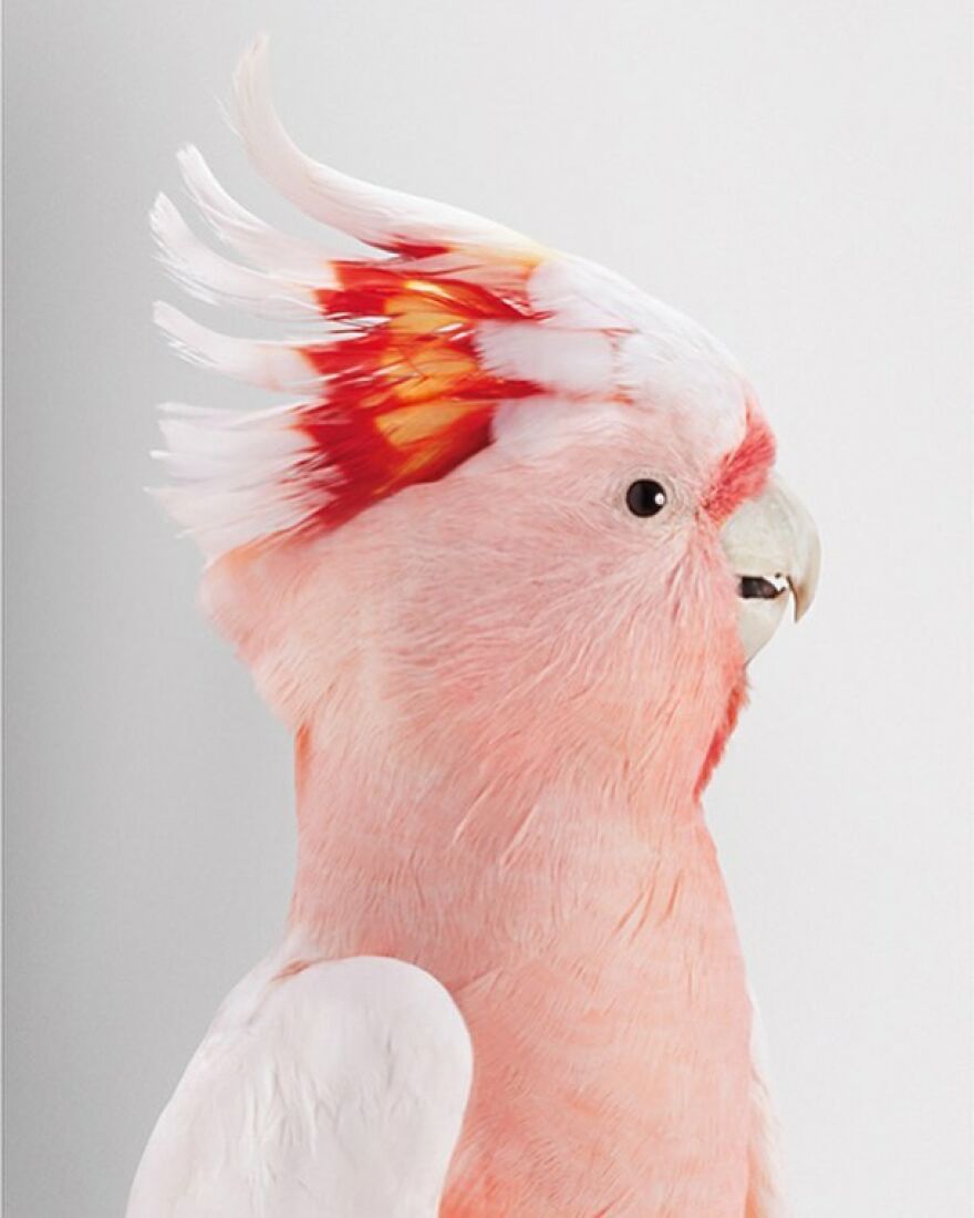 Photographer Captures The True Personality Of Birds In Her Photographs
