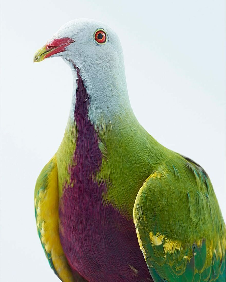 Photographer Captures The True Personality Of Birds In Her Photographs