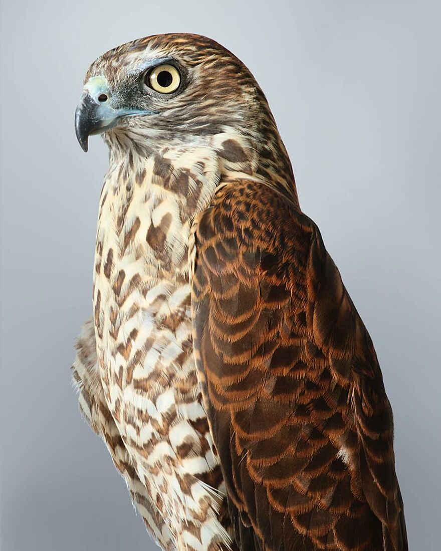 Photographer Captures The True Personality Of Birds In Her Photographs