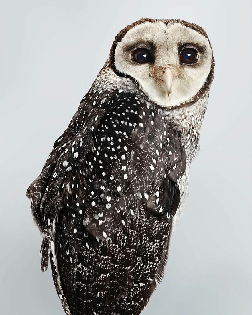 Photographer Captures The True Personality Of Birds In Her Photographs