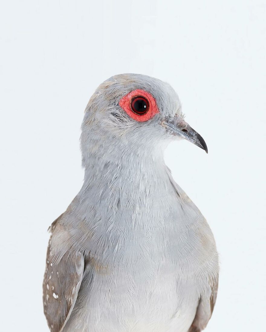 Photographer Captures The True Personality Of Birds In Her Photographs