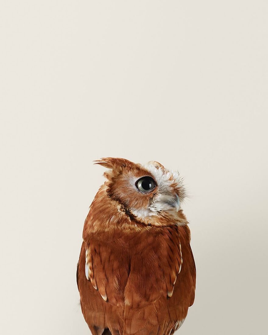 Photographer Captures The True Personality Of Birds In Her Photographs