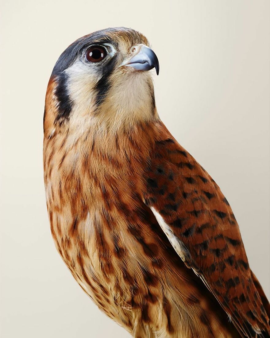 Photographer Captures The True Personality Of Birds In Her Photographs