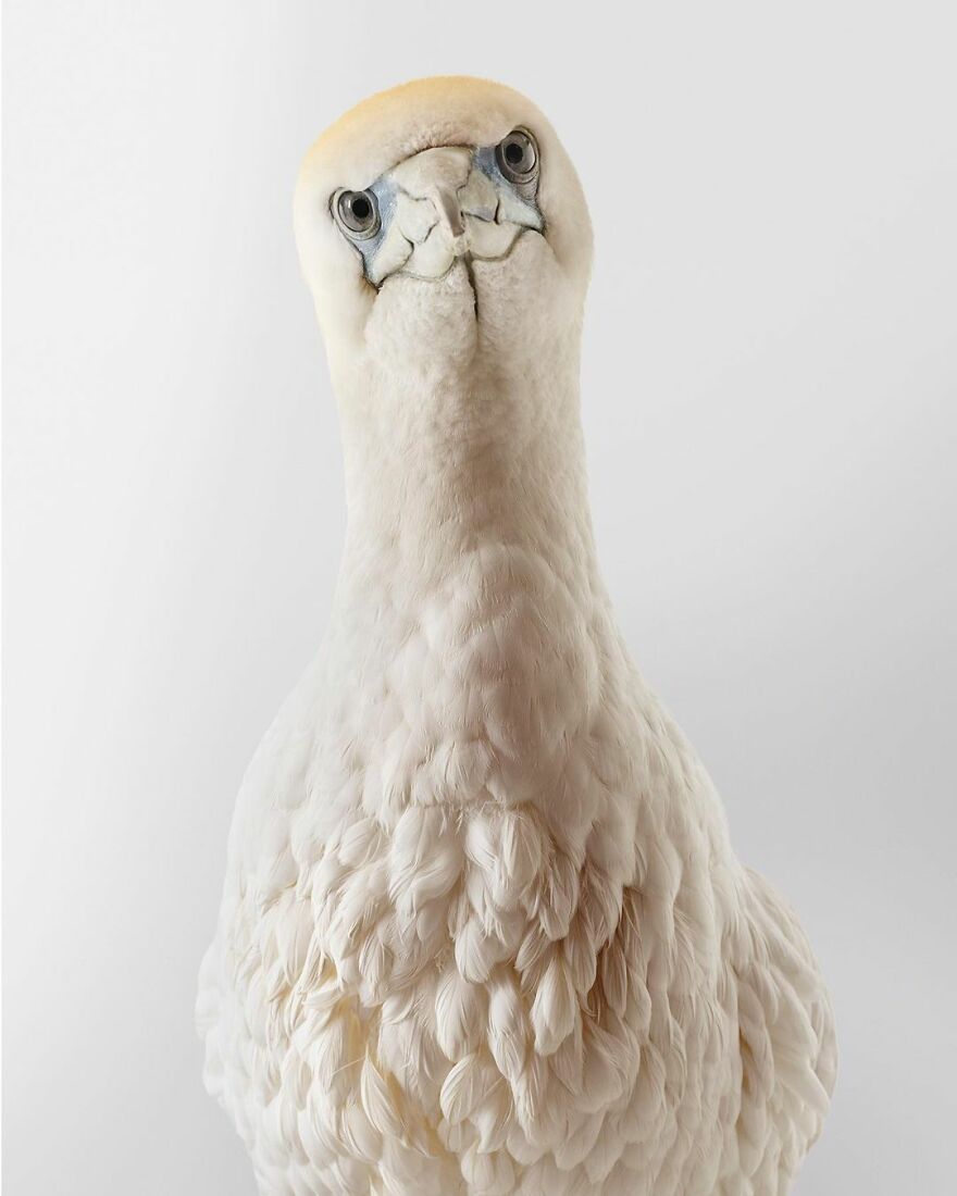 Photographer Captures The True Personality Of Birds In Her Photographs