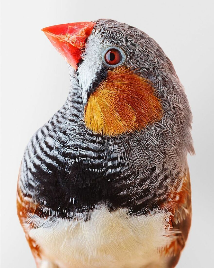 Photographer Captures The True Personality Of Birds In Her Photographs