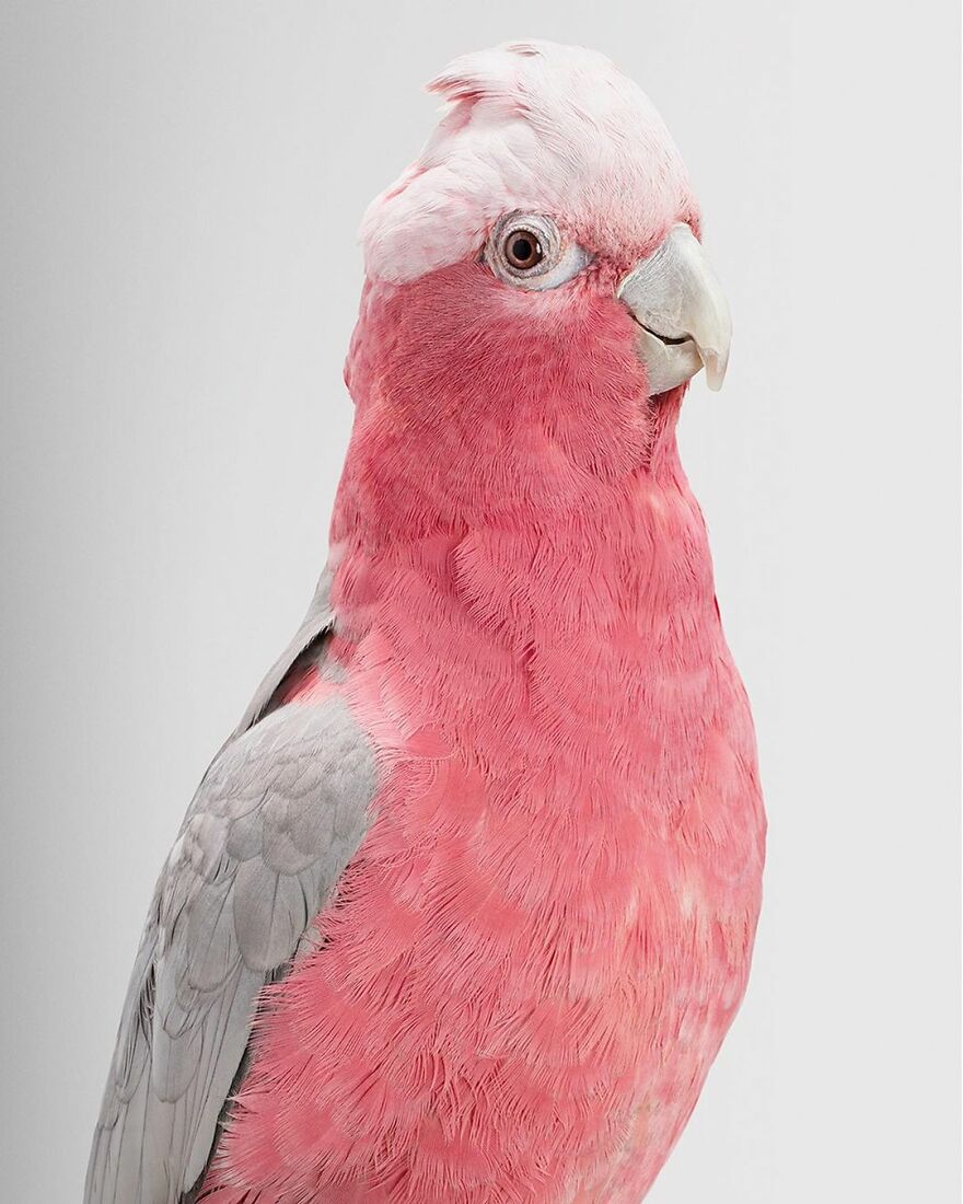 Photographer Captures The True Personality Of Birds In Her Photographs
