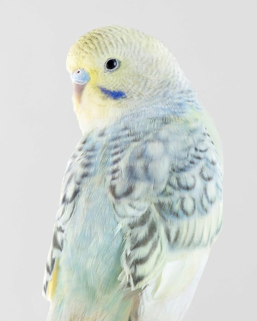 Photographer Captures The True Personality Of Birds In Her Photographs