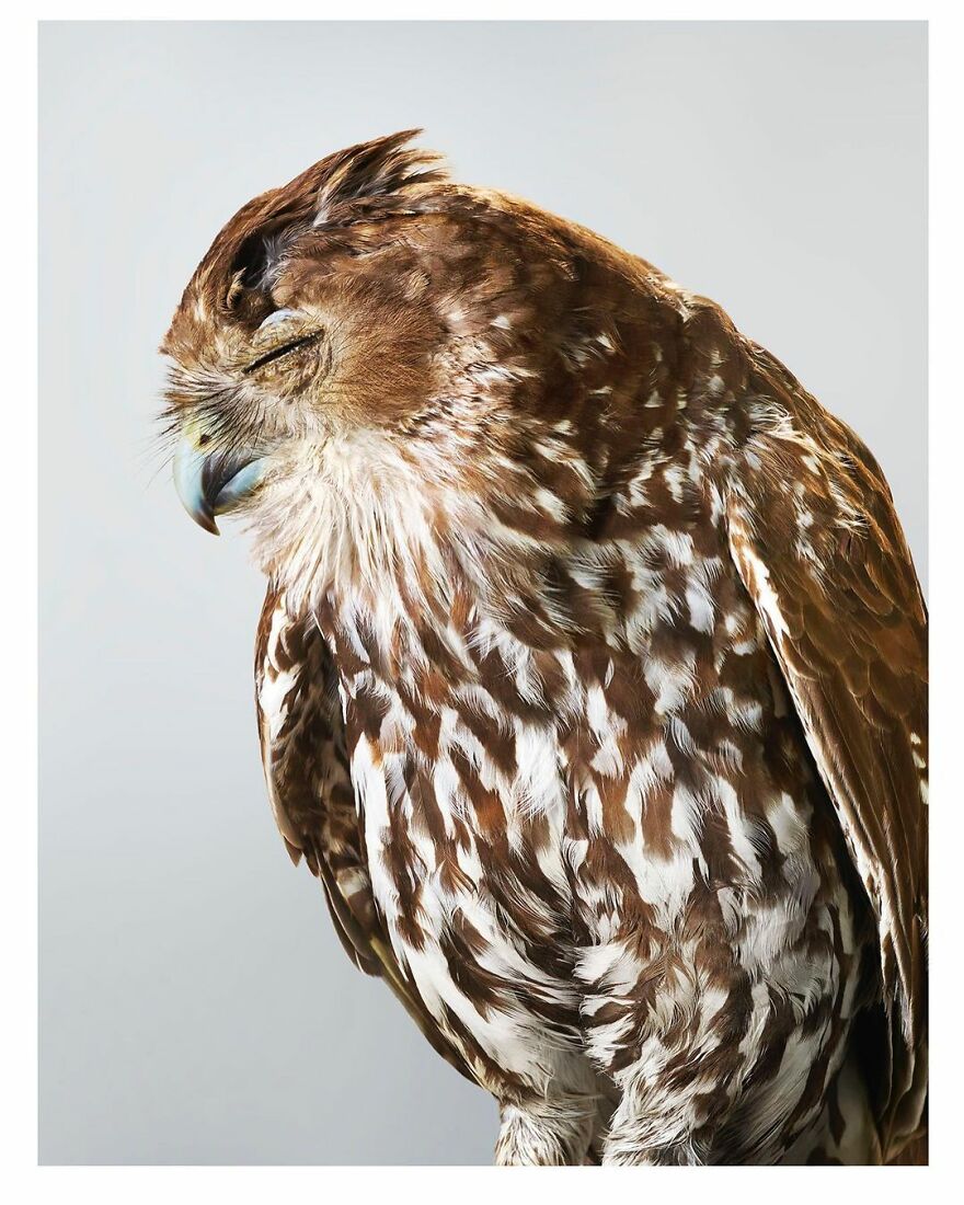 Photographer Captures The True Personality Of Birds In Her Photographs